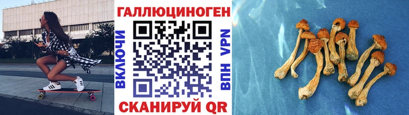 Галлюциногенные грибы Psilocybine cubensis  Купить закладки  Славгород 